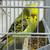 English Budgies / Parakeets 5 thumbnail