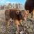 Miniature Cattle 4 thumbnail