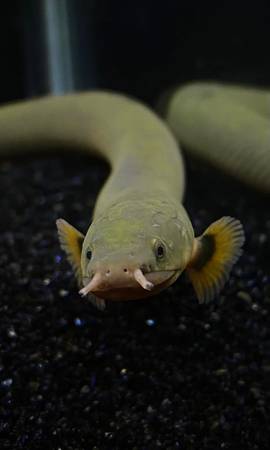 Bichir / pez (Lucernemines)63624433502209121