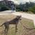 Dog walking for your furry friends 7 thumbnail