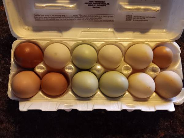 FARM FRESH CHICKEN EGGS 1