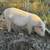 Potbelly Pig 7 thumbnail