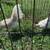 Chickens for sale - Old English Opal pair 6 thumbnail