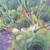 Hens and Chicks yard decor decoration succulents plant plants flowers 4 thumbnail