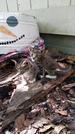 Kittens need home (Murchison)64037786535555122