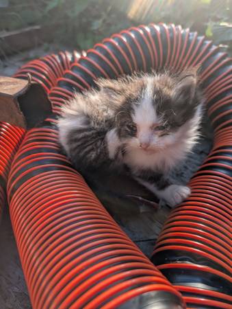 Gatitos buscando un nuevo hogar - Snohomish, WA (Snohomish)63853558444163121