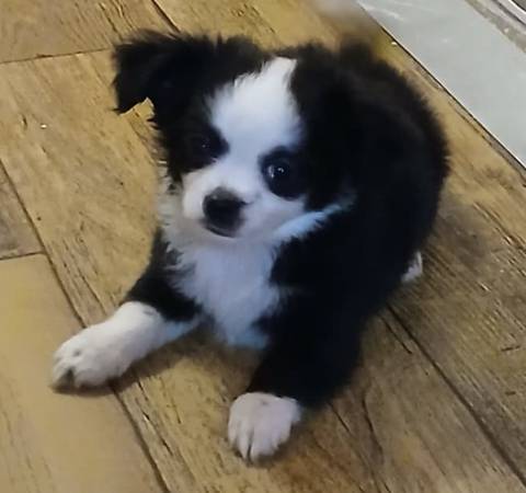 Applehead chihuahua macho de 8 semanas (Oklahoma city)63670591699841120