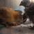 Rehoming 3 Baby Chicks, Olive Egger / Silkie mix 4 thumbnail
