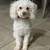 2 yro mini Poodle boy 1 thumbnail
