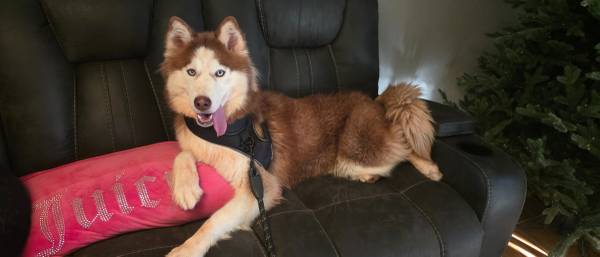 Young siberian husky 1