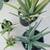 American Agave Cactus Plants Plus Many More!!! 14 thumbnail