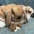 Holland Lop Pet Bunnies 4 thumbnail