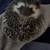 Hedghogs 2 thumbnail