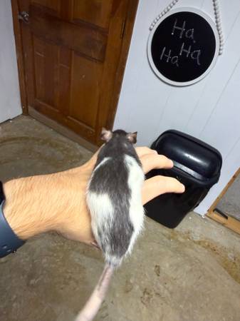Rats (Parkville, Mo)63903108866434122