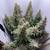 Hey Abby Weed growing machine 4 thumbnail