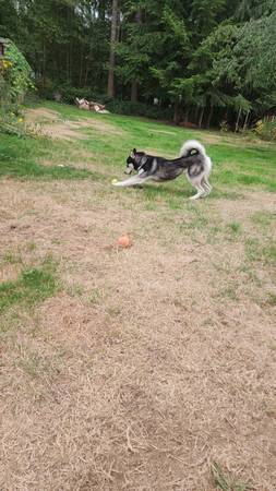 Rehoming 1 year old male siberian husky (Granite Falls)63862434610433121