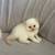 Persian Kittens 10 thumbnail
