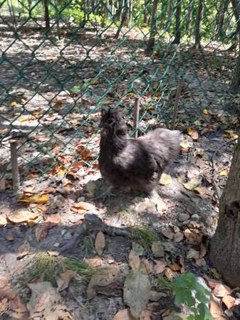 Purebred Silkie Chicken Hen 1