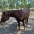 Missouri Fox trotter 2 thumbnail