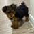 Yorkie female for sale 2 thumbnail