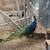 Peachicks/ peacocks 6 thumbnail