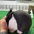 Dutch Bunny Rabbits (Pedigreed)-Blue 6 thumbnail