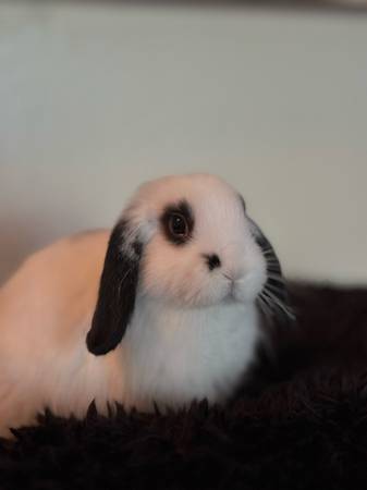 Bunny/Rabbit Males Mini Lop (Sacramento)63848874581507121