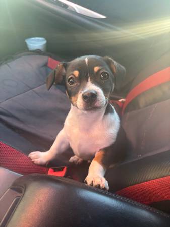 Male Chihuahua pup 1