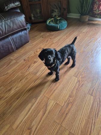 Maltipoo to good home (Moss Point)63482160352515122