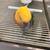 Sun Conure 3 thumbnail