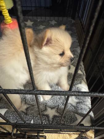 Pomerania (Los Ángeles)63877736269569121