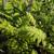 Australian Tree Fern 21 thumbnail