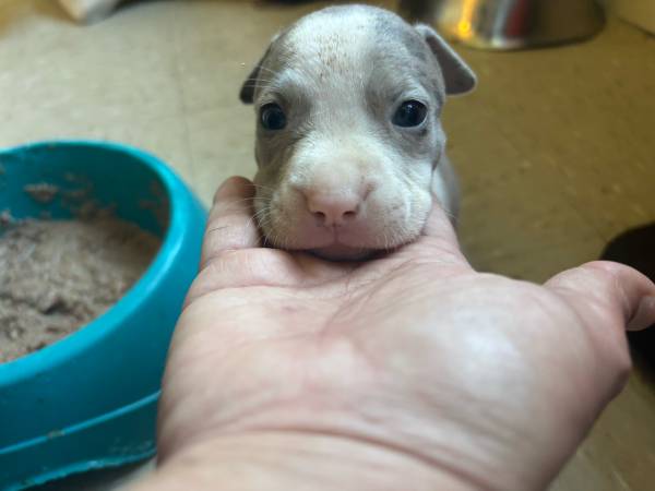 One month old (Brooklyn)63839339113857123