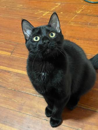 Rehoming my cat due to moving (Providence)63670004591233121
