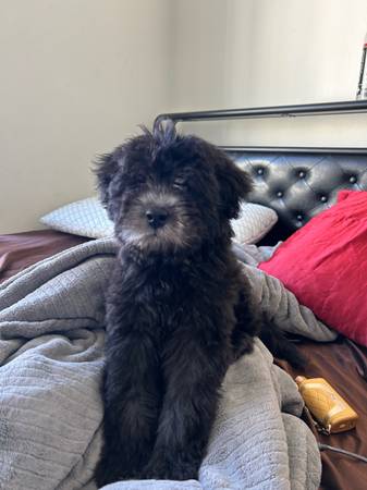 Chow/Poodle Puppy (berkeley north / hills)63909865325443120