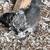 Frill back pigeons 5 thumbnail