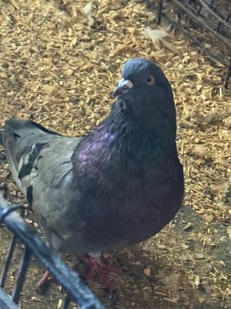 Large Breed Pigeons 1