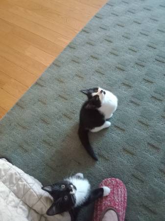 Kitten bebés64724957636737120