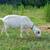Various goats, nannies and doelings 5 thumbnail