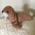Vintage 1990s Plush Walrus 6 thumbnail