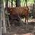 Bred cows 15 thumbnail