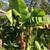 BANANA TREES, ORGANIC 4 thumbnail