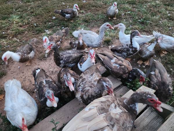 Muscovy Ducks 1