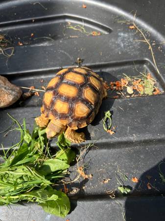 Sulcata Tortise (North Royalton)63686622676737121