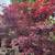 Trees, Shade! Chinese pistache 'KD' 12 thumbnail