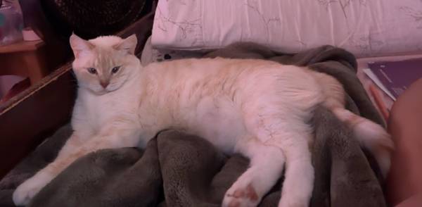 Rehoming fixed cats (Indio)63658067225089123