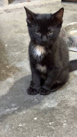 2 kittens for rehoming (Raymond)63857444638721121