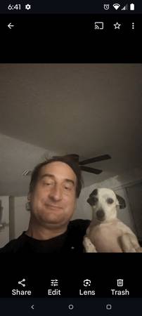 Chihuahua pequeña negra y blanca perdida, se llama Marley (Parleys way Walmart)63674558368385120