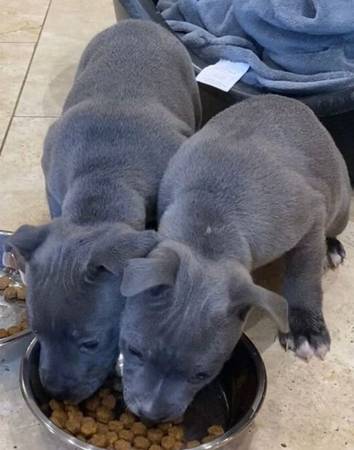 Rehoming Puppy 1