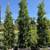 Privacy trees :: Ficus Nitida - Indian Laurel Fig 2 thumbnail